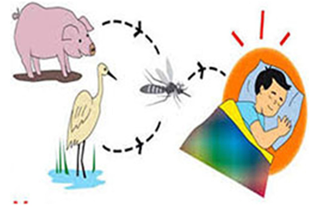 Encephalitis Japonica - Hình ảnh minh họa